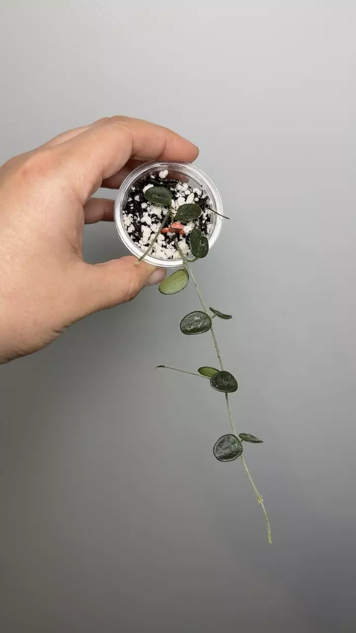 Hoya Serpens thumbnail