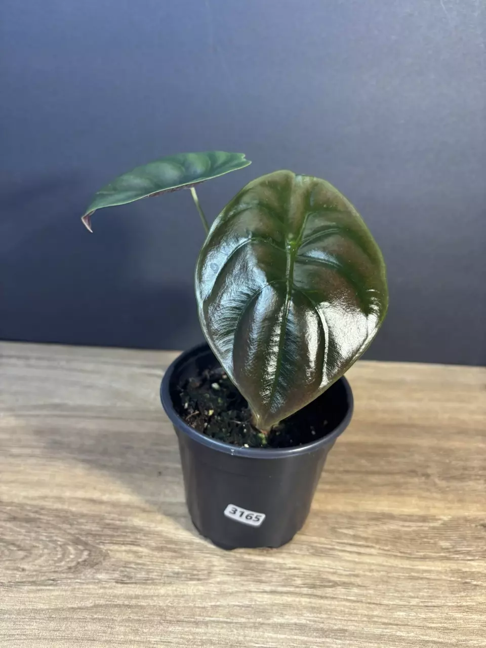 Alocasia Cuprea Red Secret 4” 3165 thumbnail