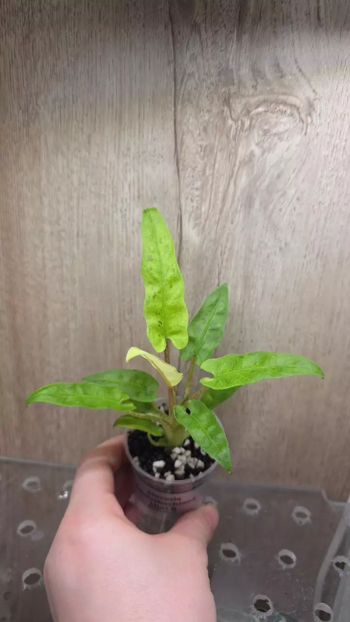 Alocasia Lauterbachiana Mint B thumbnail