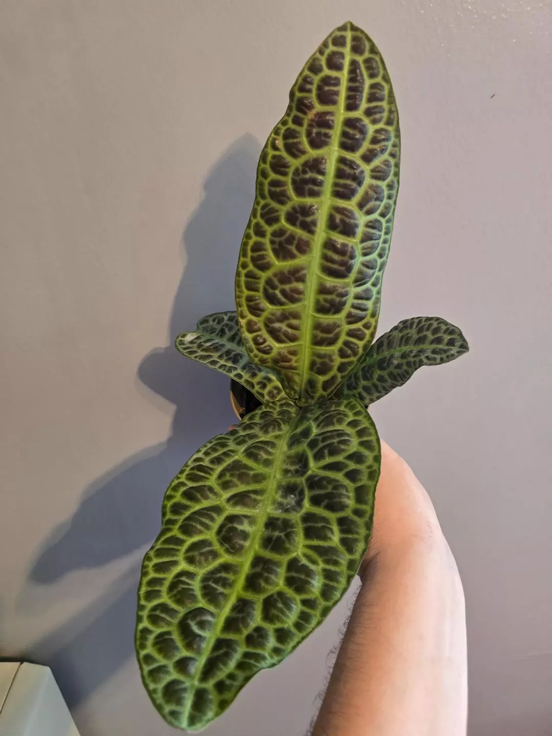 Labisia Turtleback thumbnail