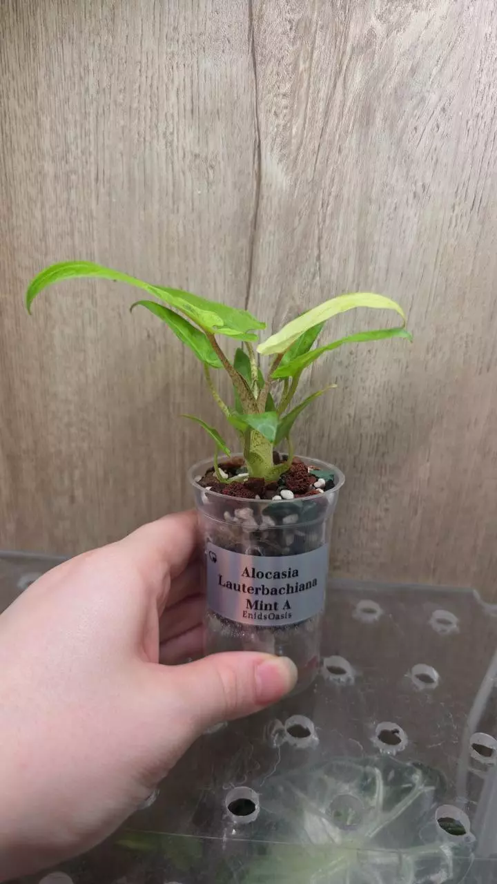 Alocasia Lauterbachiana Mint A thumbnail