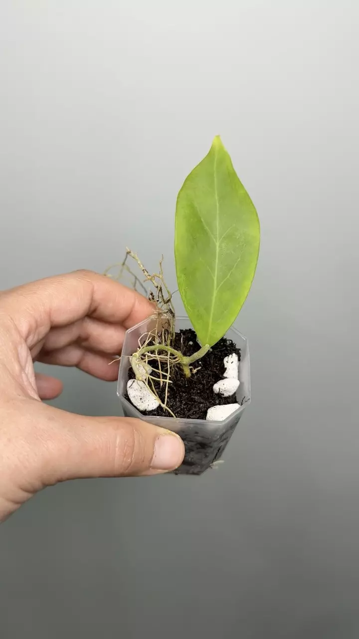 Hoya Mindorensis thumbnail