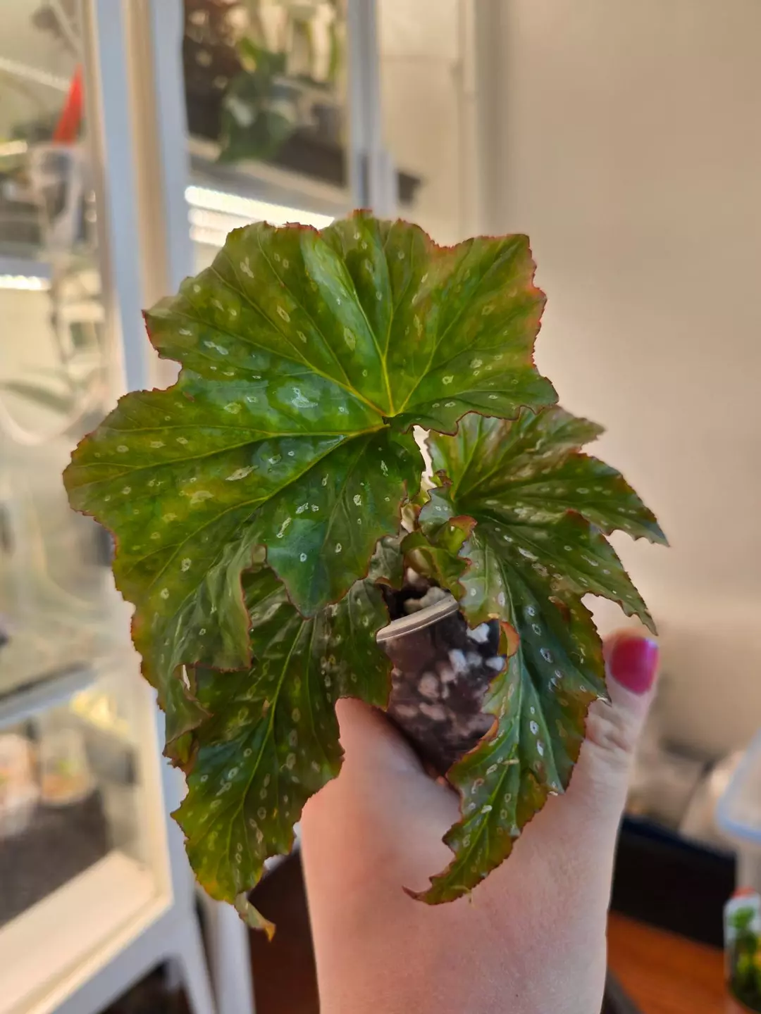 Begonia Lady Vanderwilt thumbnail