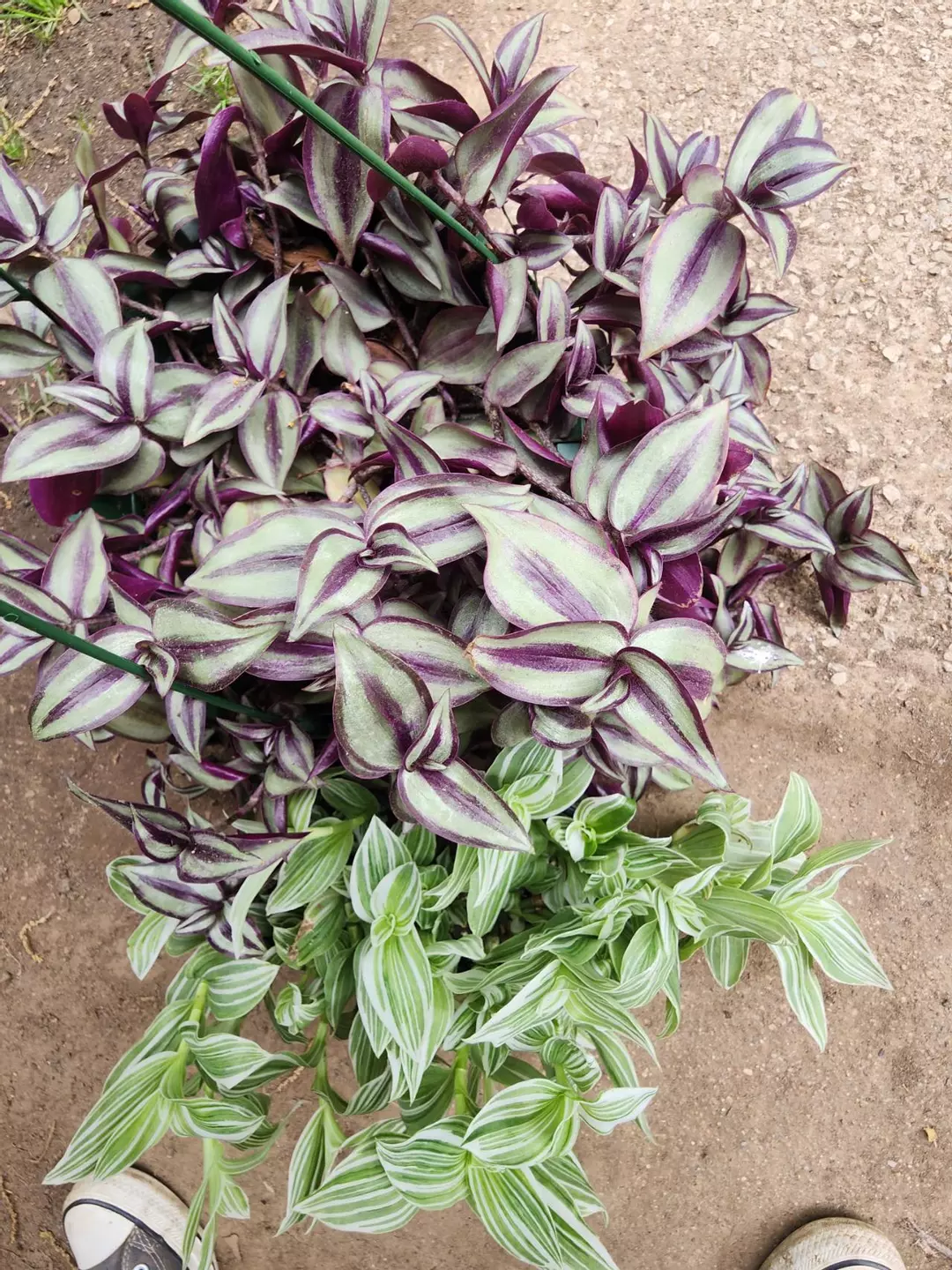 Tradescantia bundle thumbnail