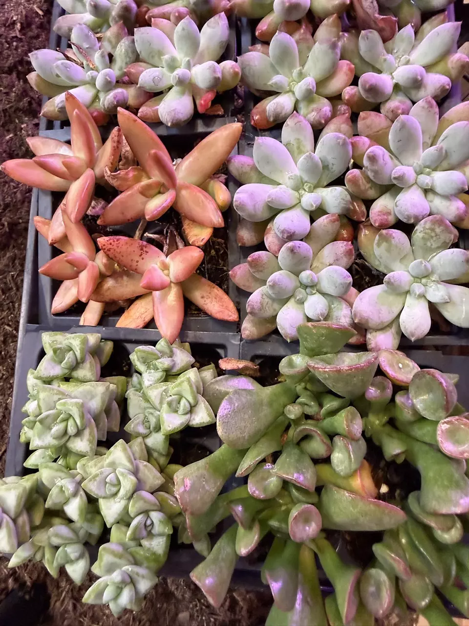 Random Succulent thumbnail