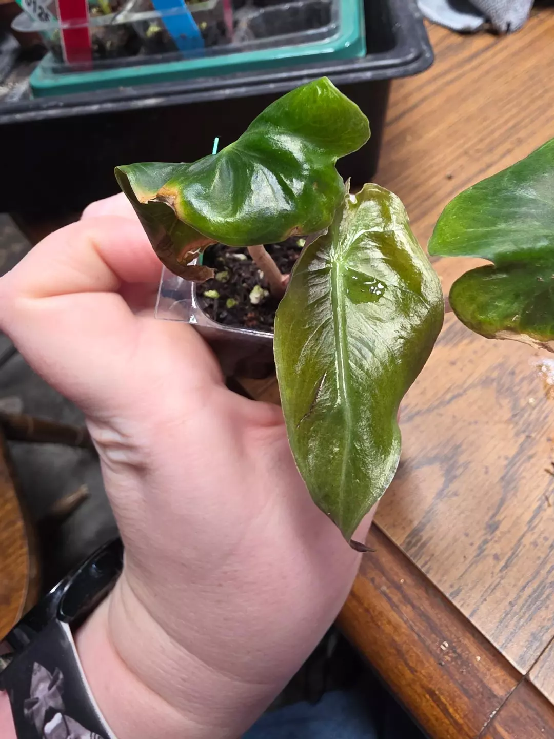 0043 Nairobi Night revert thumbnail