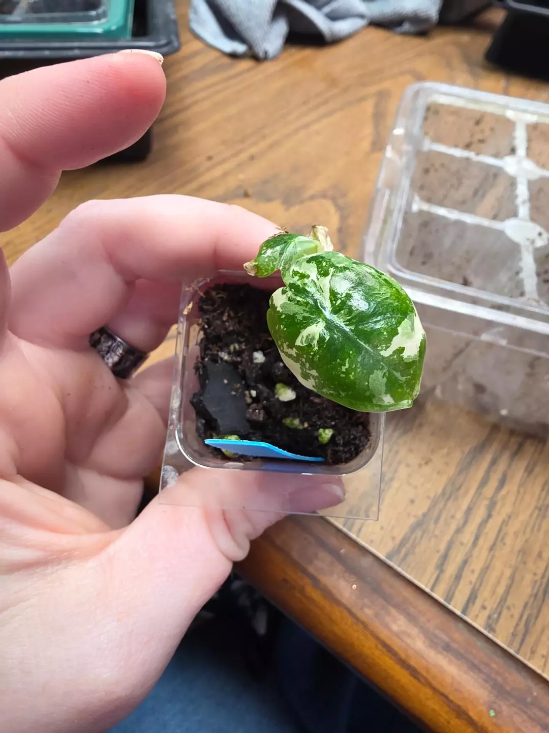 0124 varigated frydek thumbnail