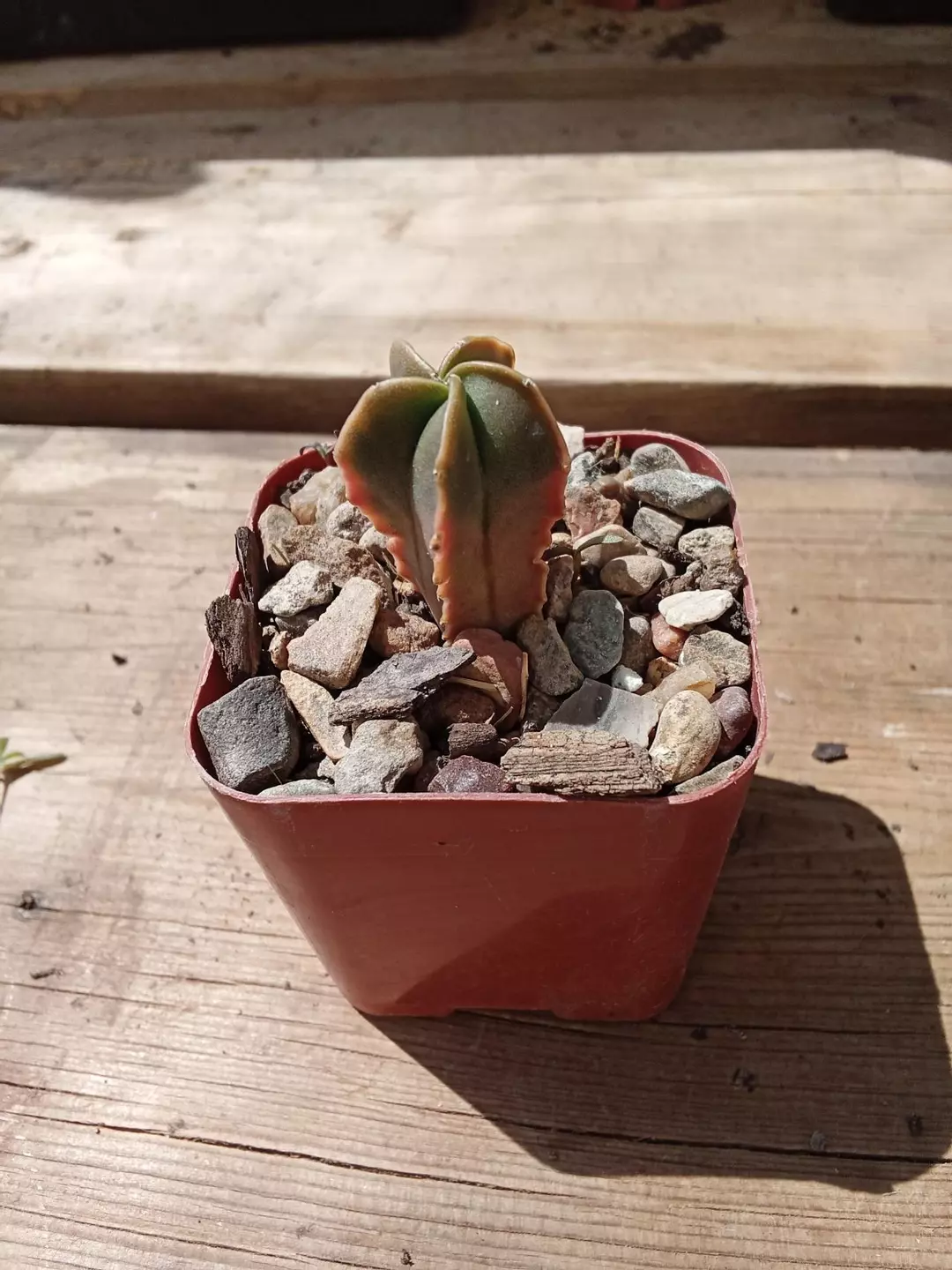 Astrophytum Myriostigma 'Variegated' cactus thumbnail