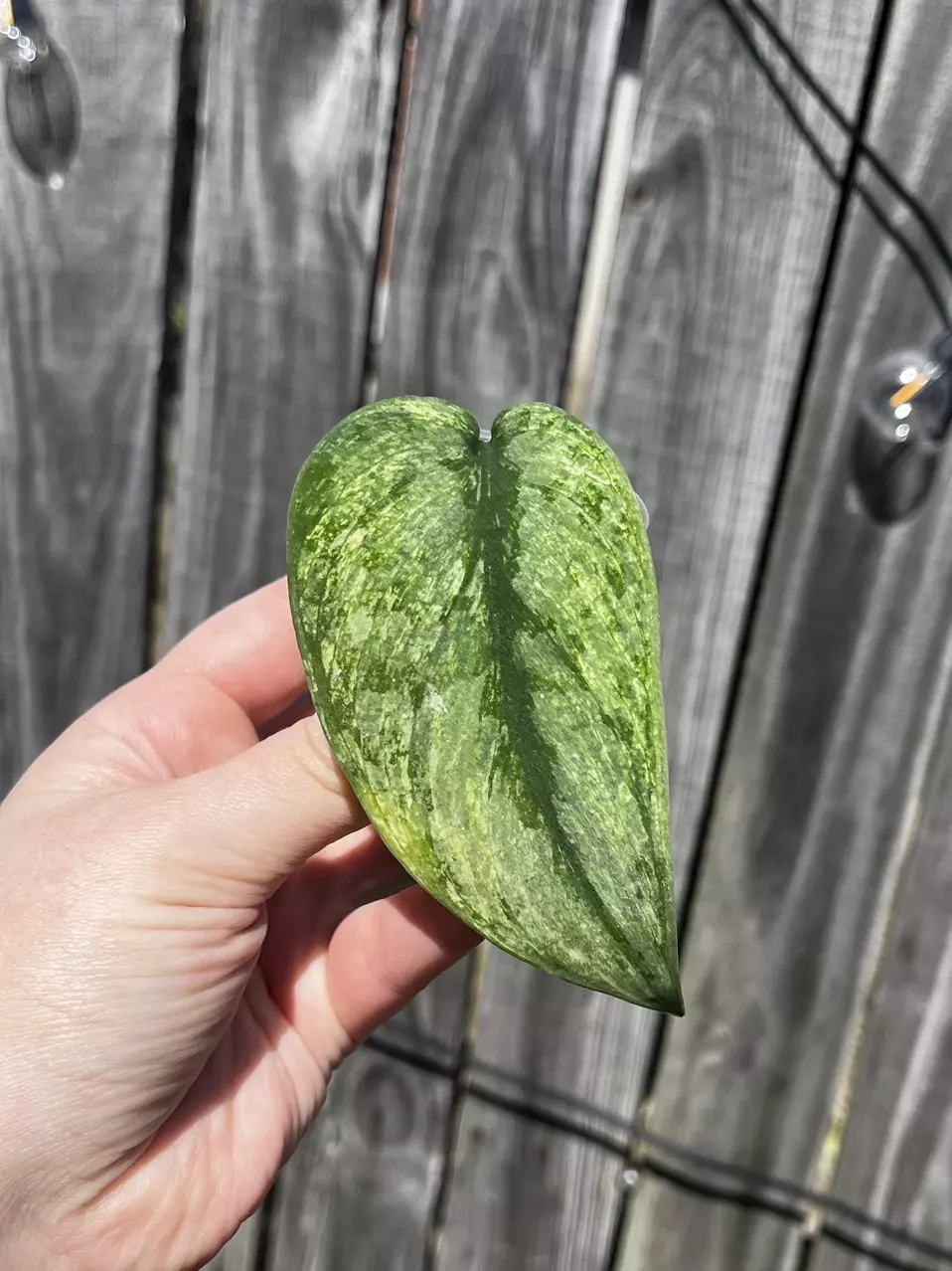 Scindapsus Silver Knight Mint Variegated thumbnail