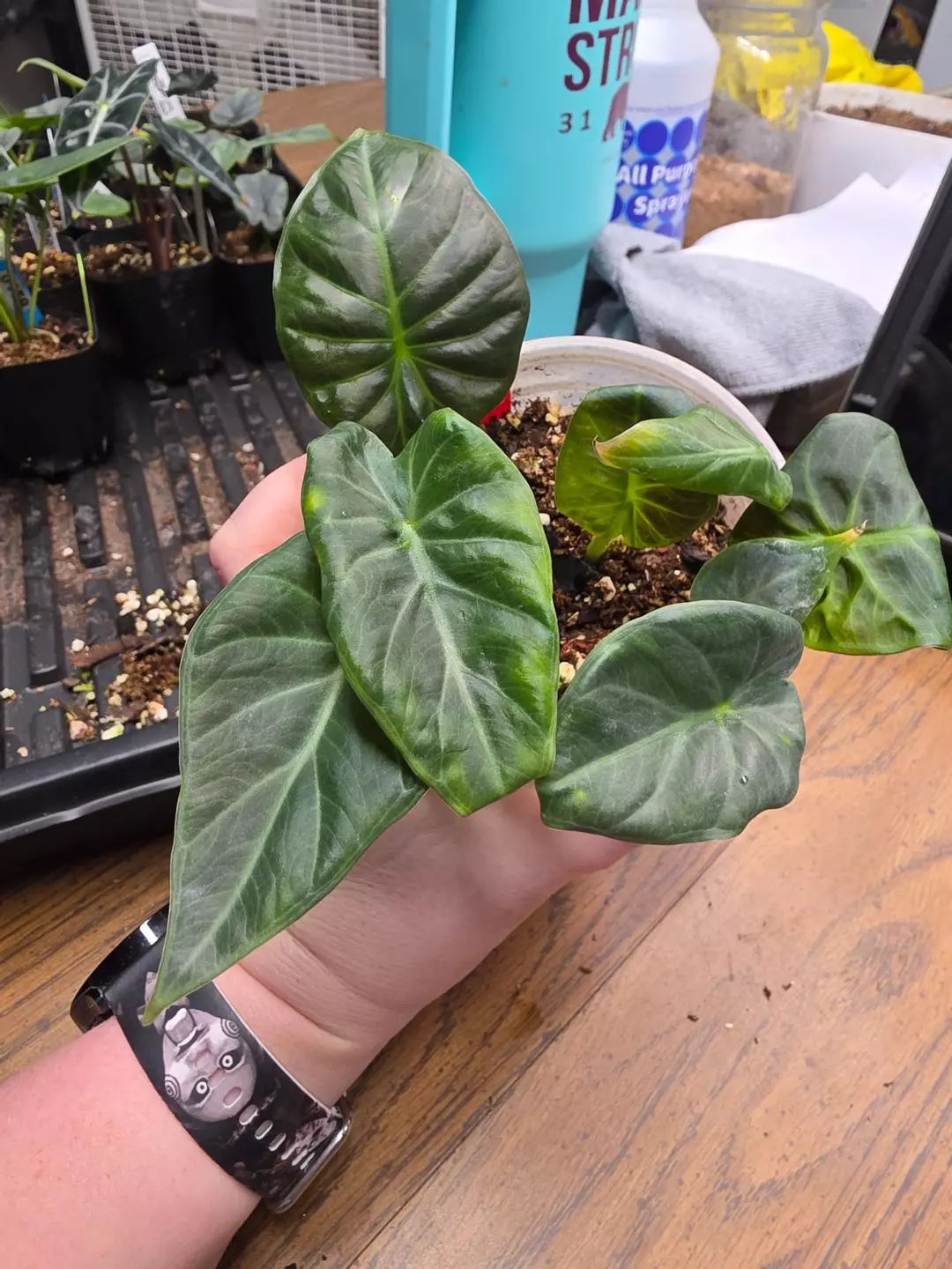 0148 regal shield thumbnail