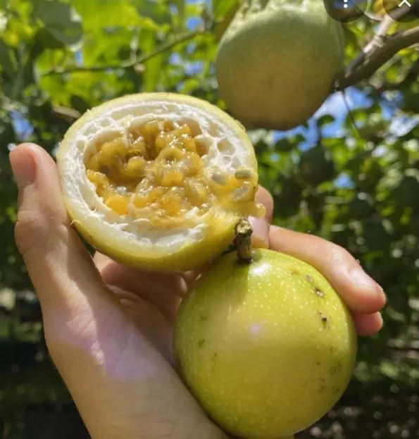 Giant yellow passion fruit vine. Lilikoi thumbnail