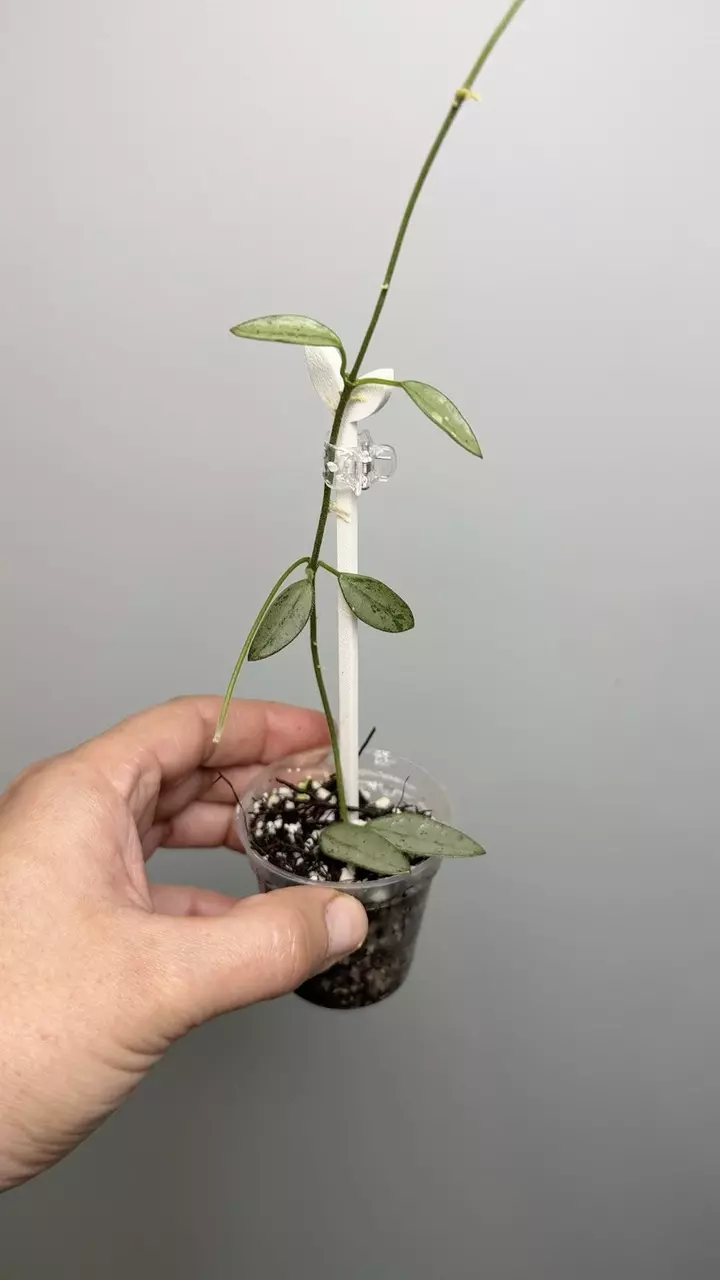 Hoya Lima ‘Silver’ #2 thumbnail