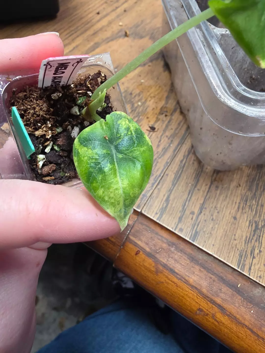 0120 Aurea melo thumbnail