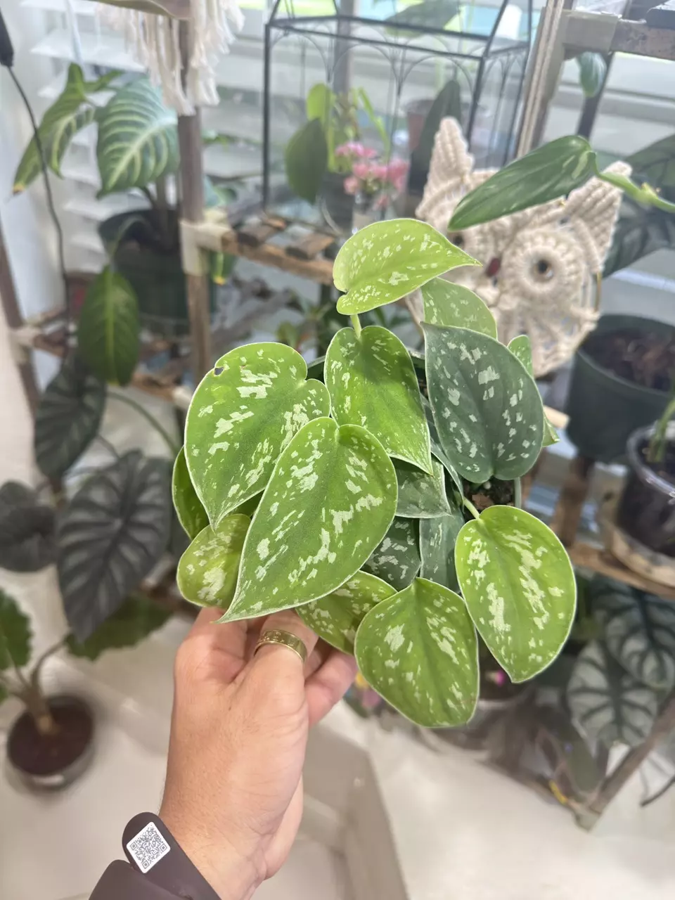 Satin Pothos Variegated Starter Plant thumbnail