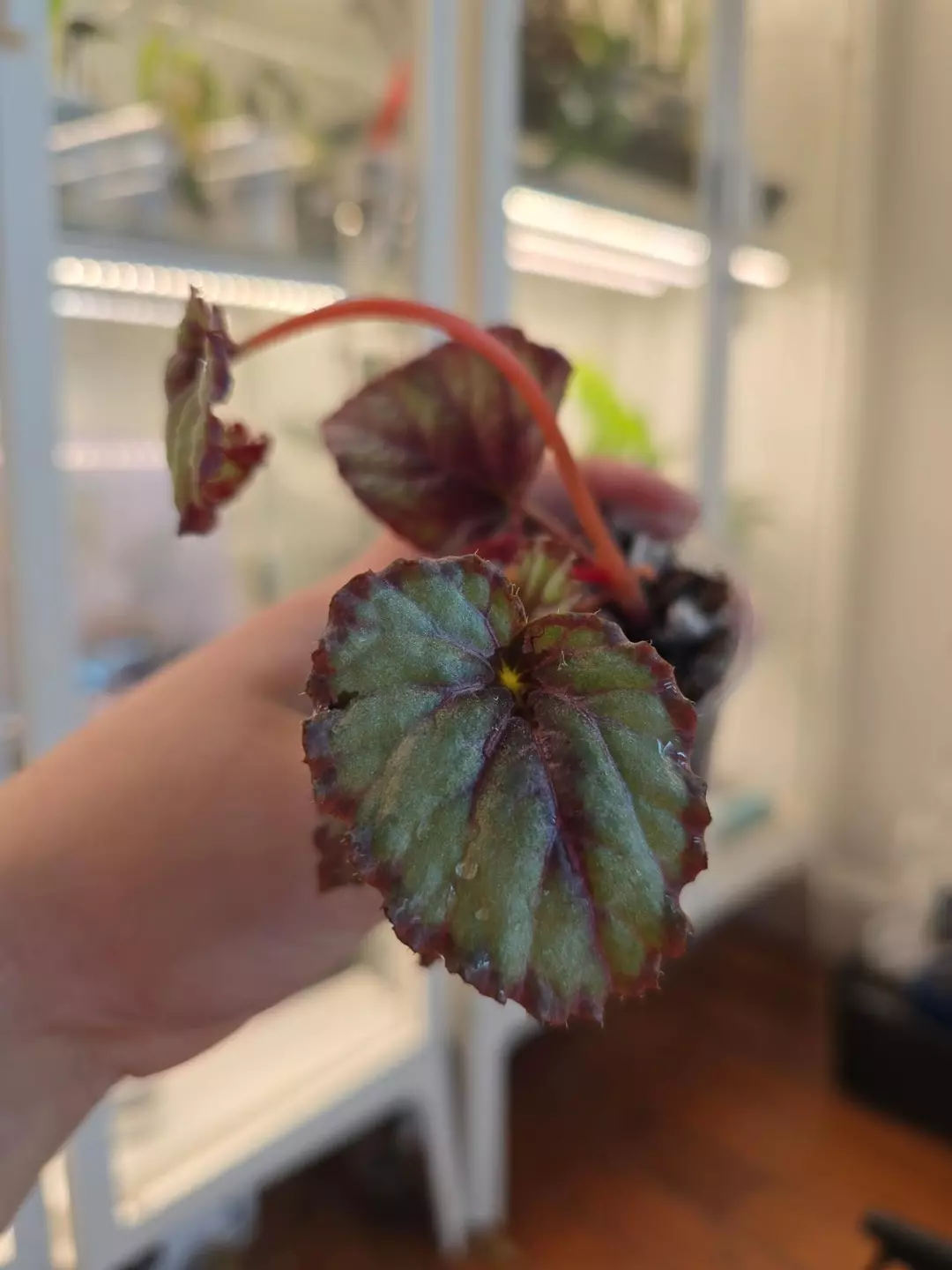 Begonia NOID, grower's choice thumbnail