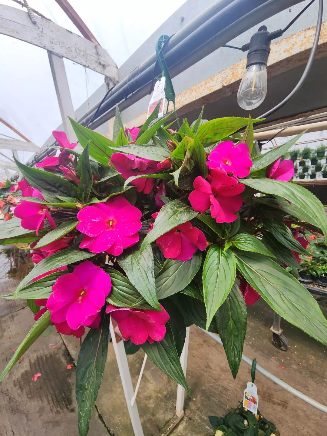 new guinea sunpatiens thumbnail