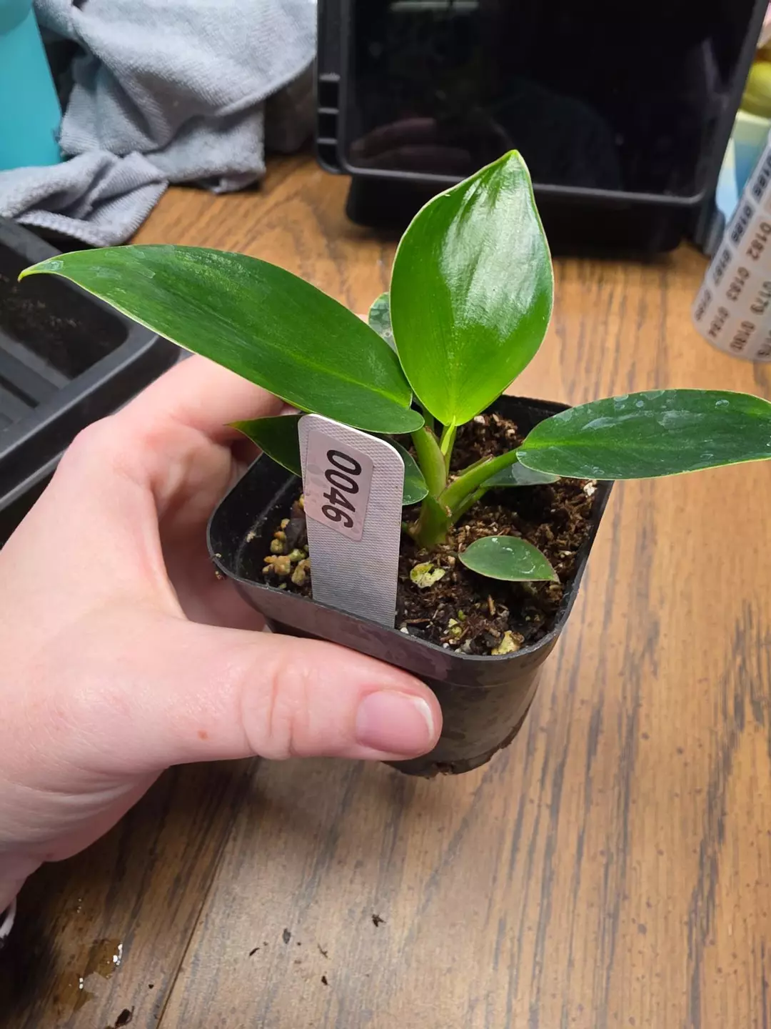 0046 Birkin thumbnail