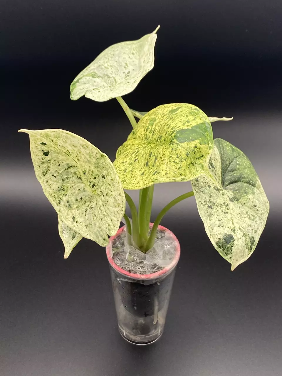 Dragon Scale Mint thumbnail