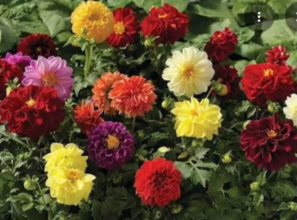 Fresco mix dahlias thumbnail