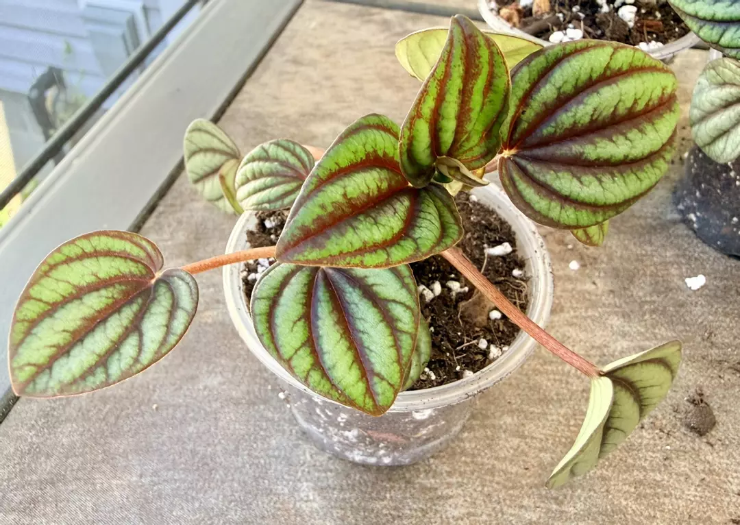 Peperomia Piccolo Banda thumbnail