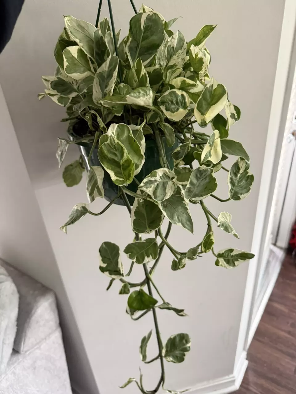 Pearls and Jade Pothos thumbnail