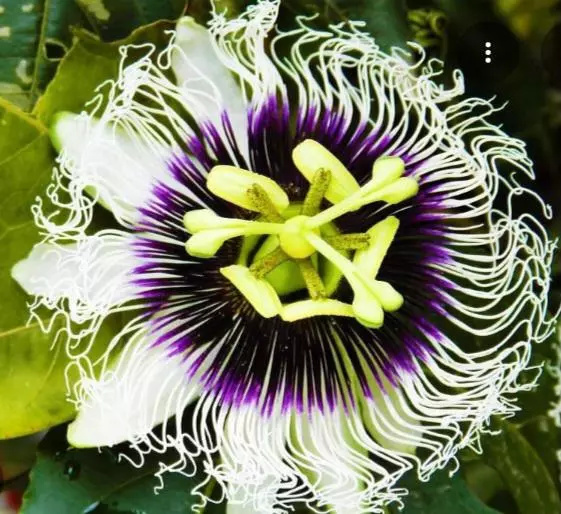 Passion flower vine possum purple thumbnail
