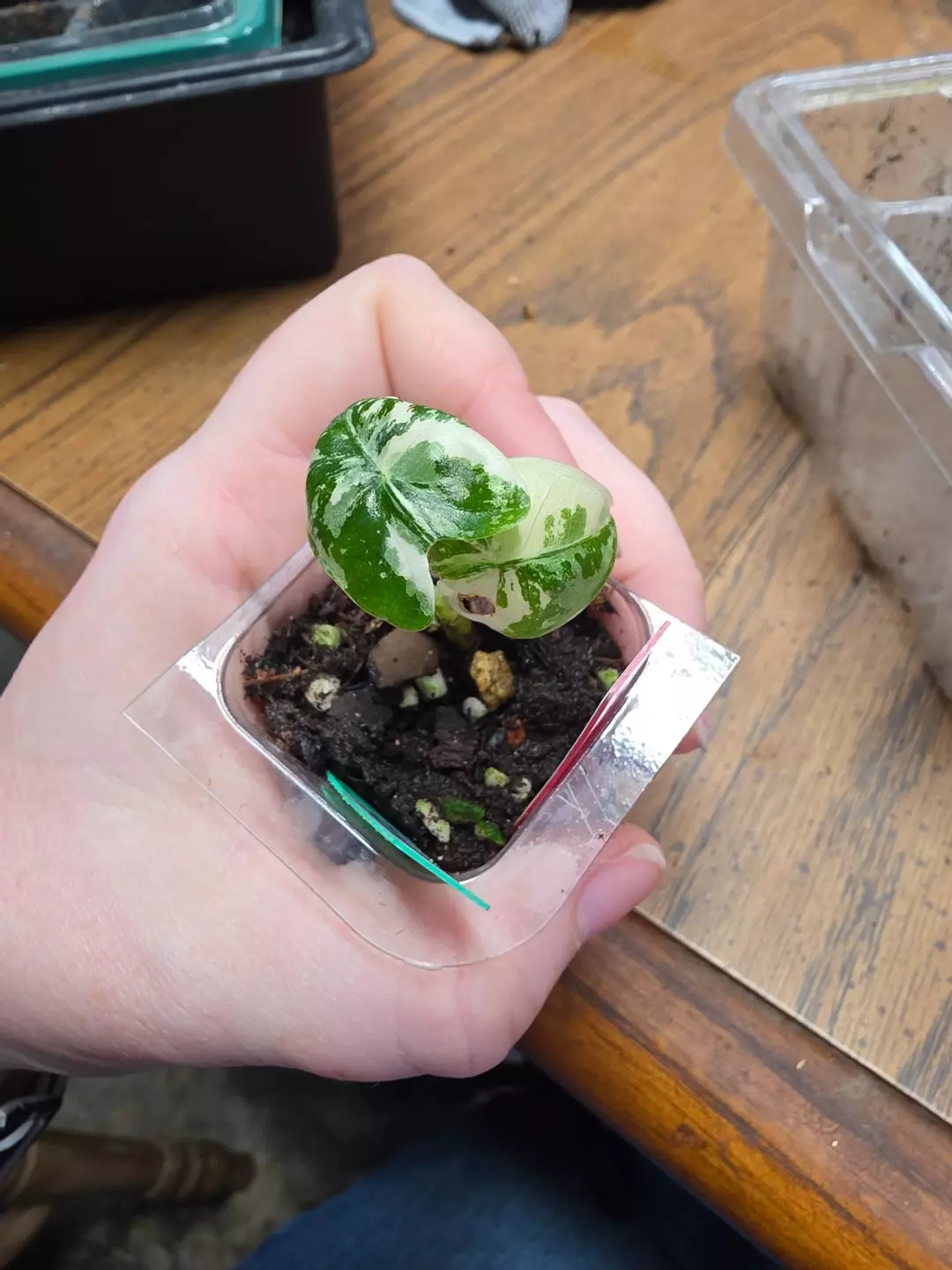 0125 varigated frydek thumbnail