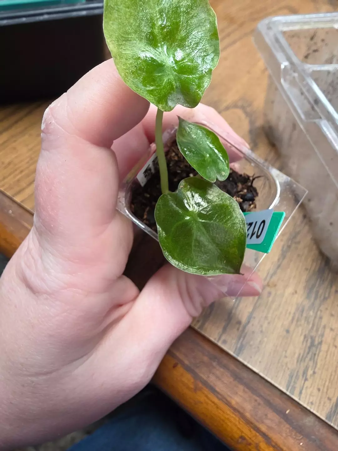 0122 aurea wentii thumbnail