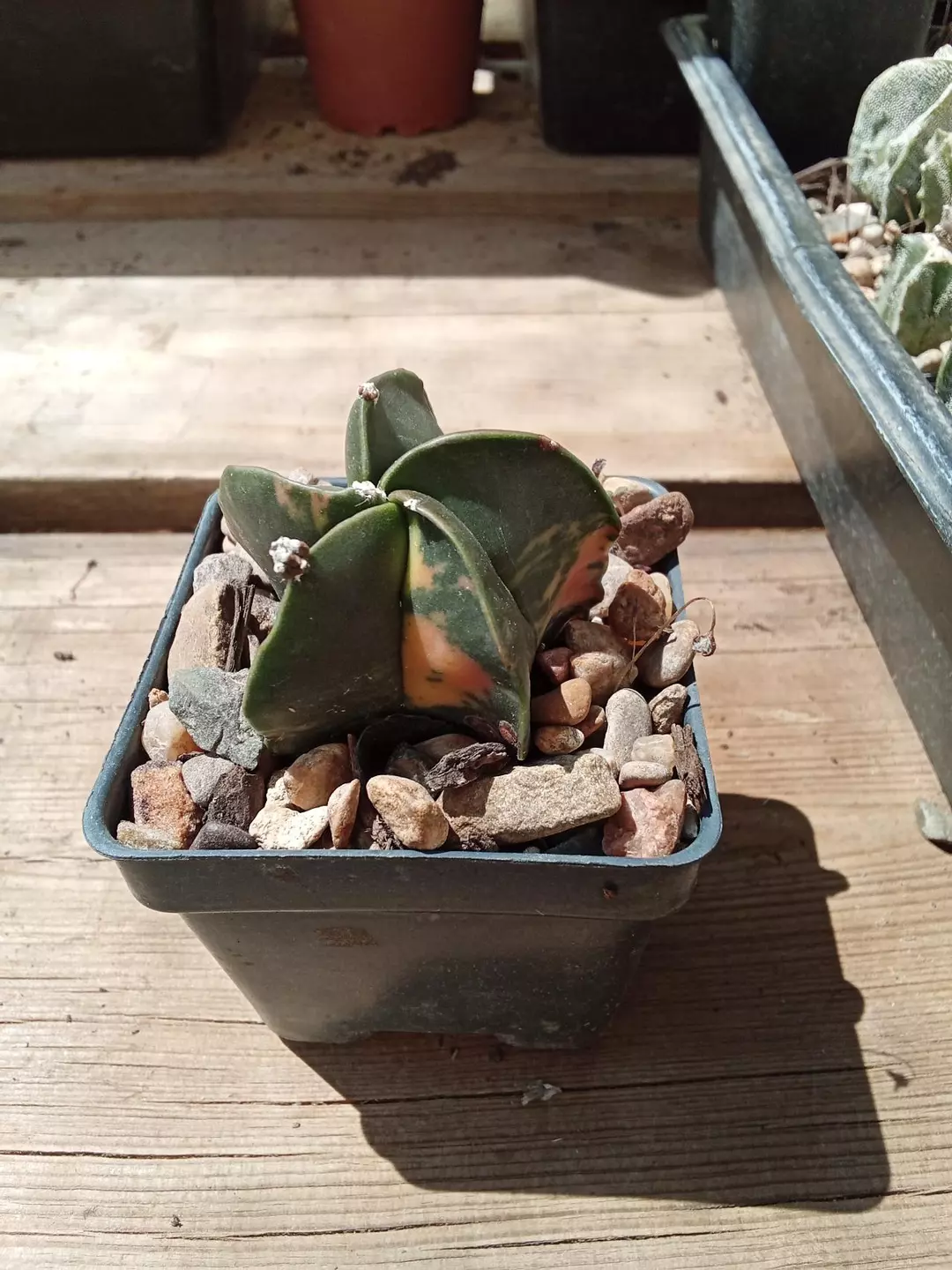 Astrophytum Myriostigma 'Variegated' cactus 'proliferum' thumbnail