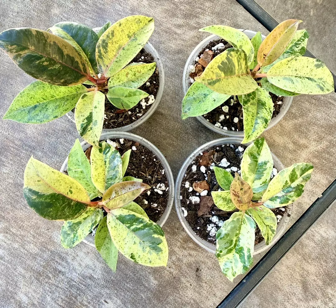 Ficus Shivereana Moonshine Rose thumbnail