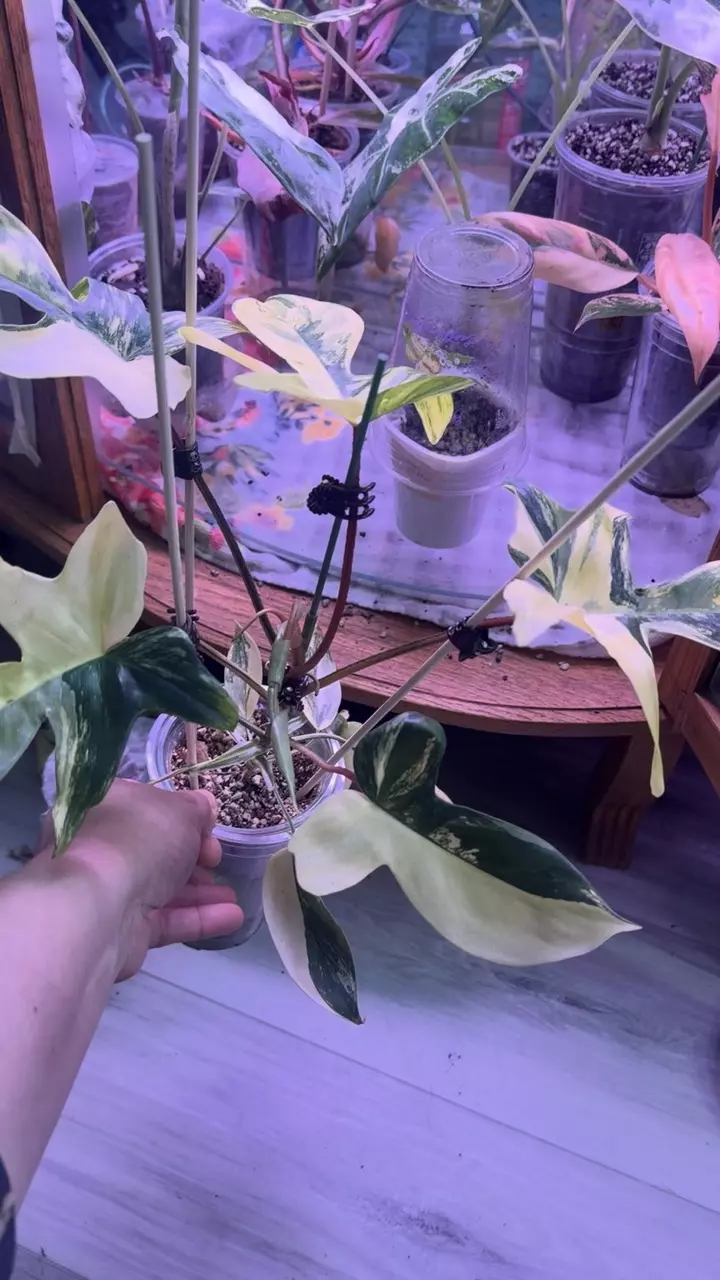 Variegated Philodendron Florida beauty thumbnail