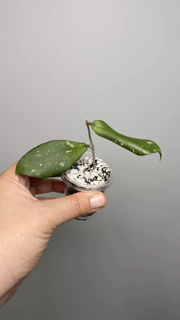 Hoya Erythrina ‘Splash’ thumbnail