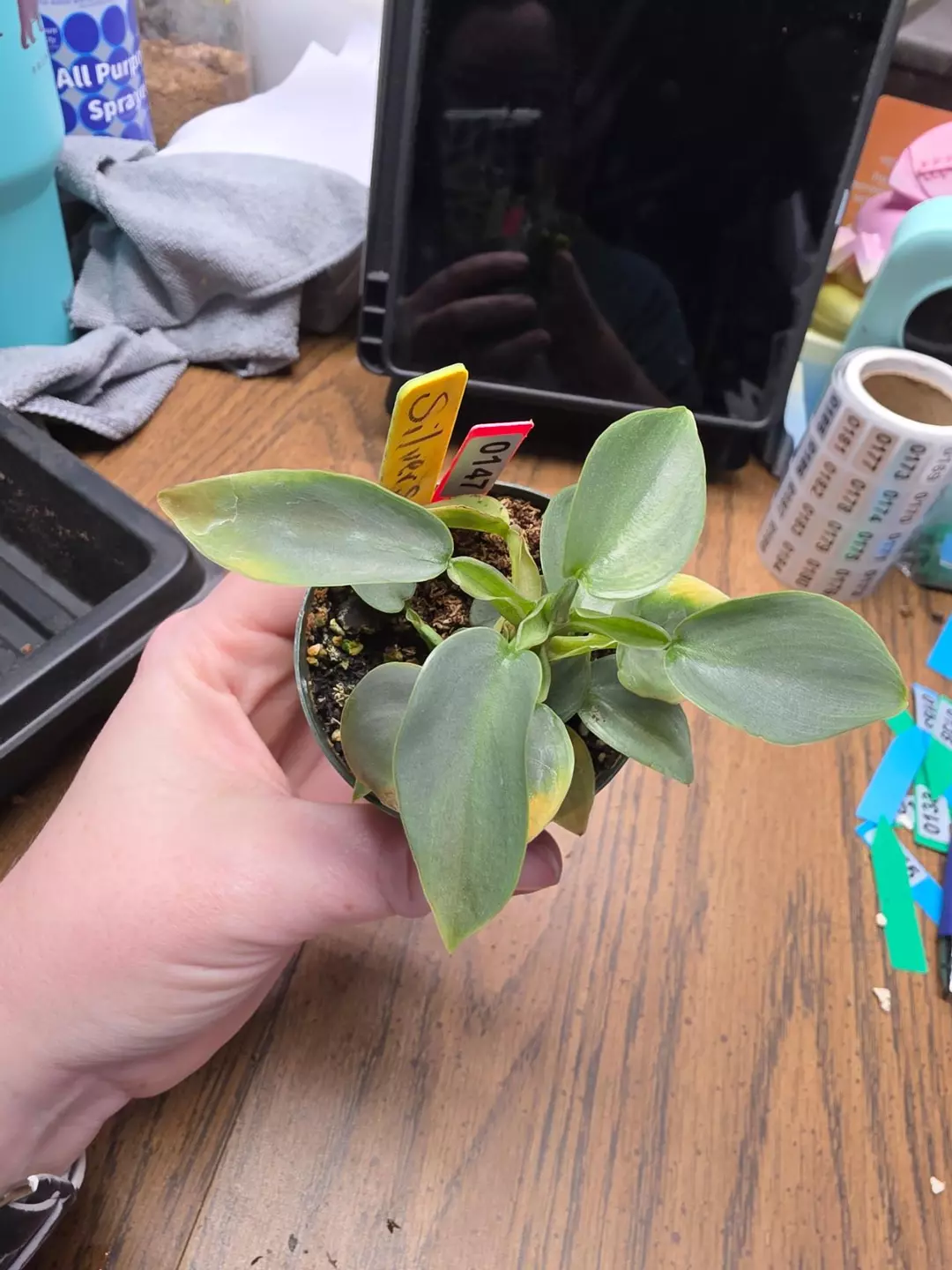 0147 silver sword thumbnail