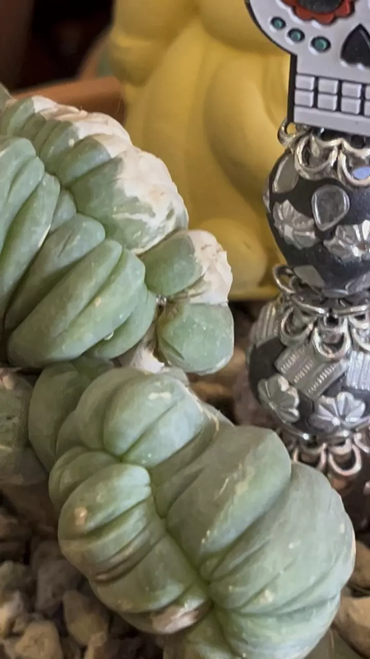 PBP 984 Pot be Priti (plant stake, pot pal) thumbnail