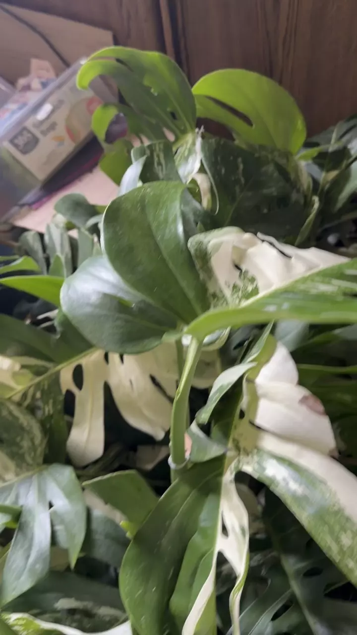 🌿 WHOLESALE MONSTERA ALBO BUNDLE 🌿
🔥🔥 20 PACK DEAL 🔥🔥
Grower’s Choice thumbnail