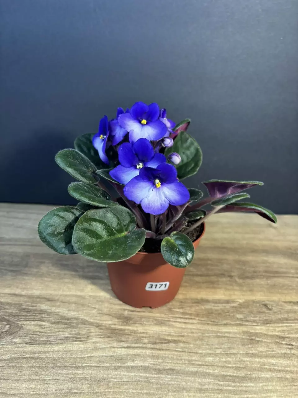 African Violet 4” 3171 thumbnail