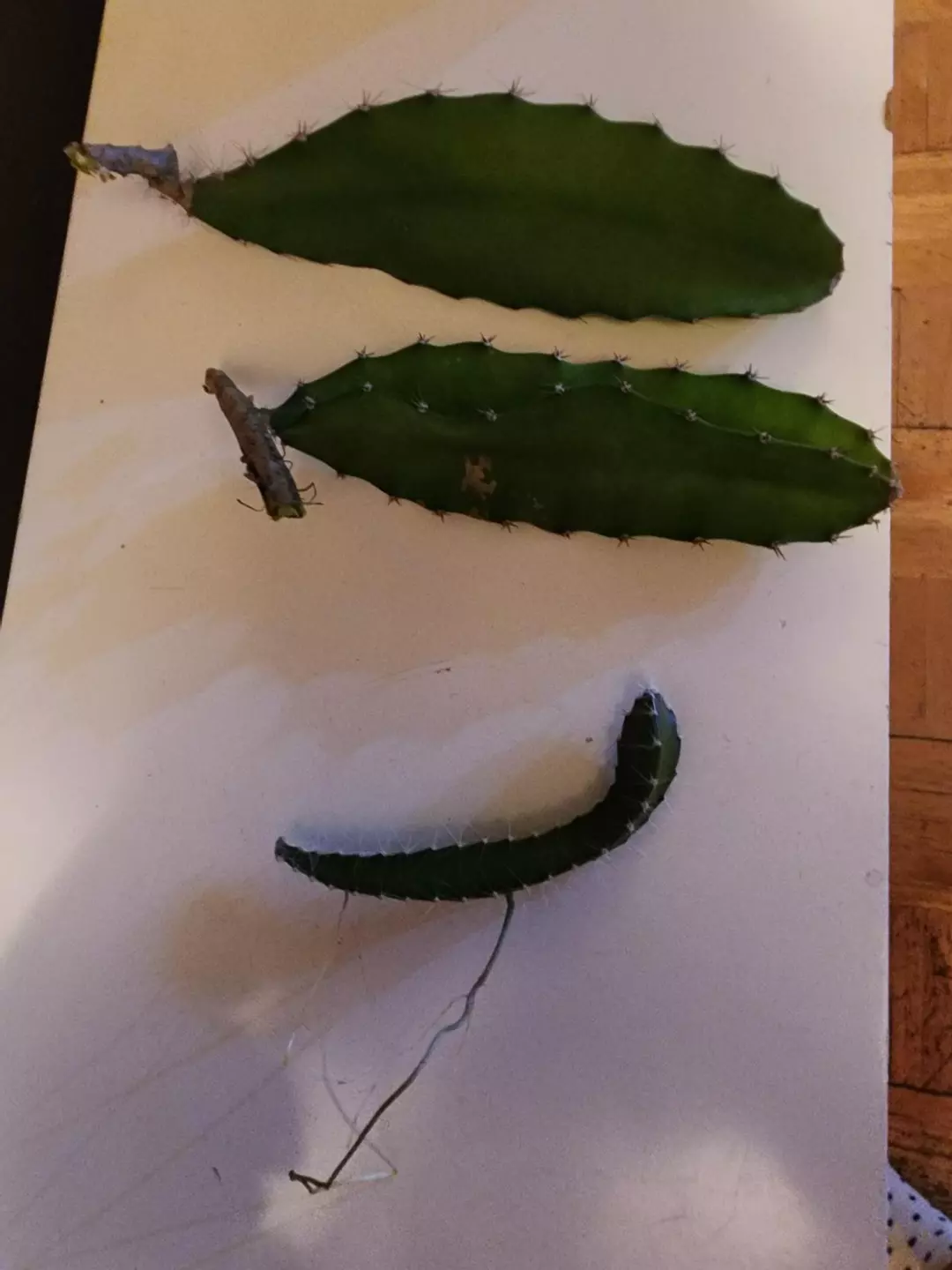 Dragon fruit cuttings x3 thumbnail