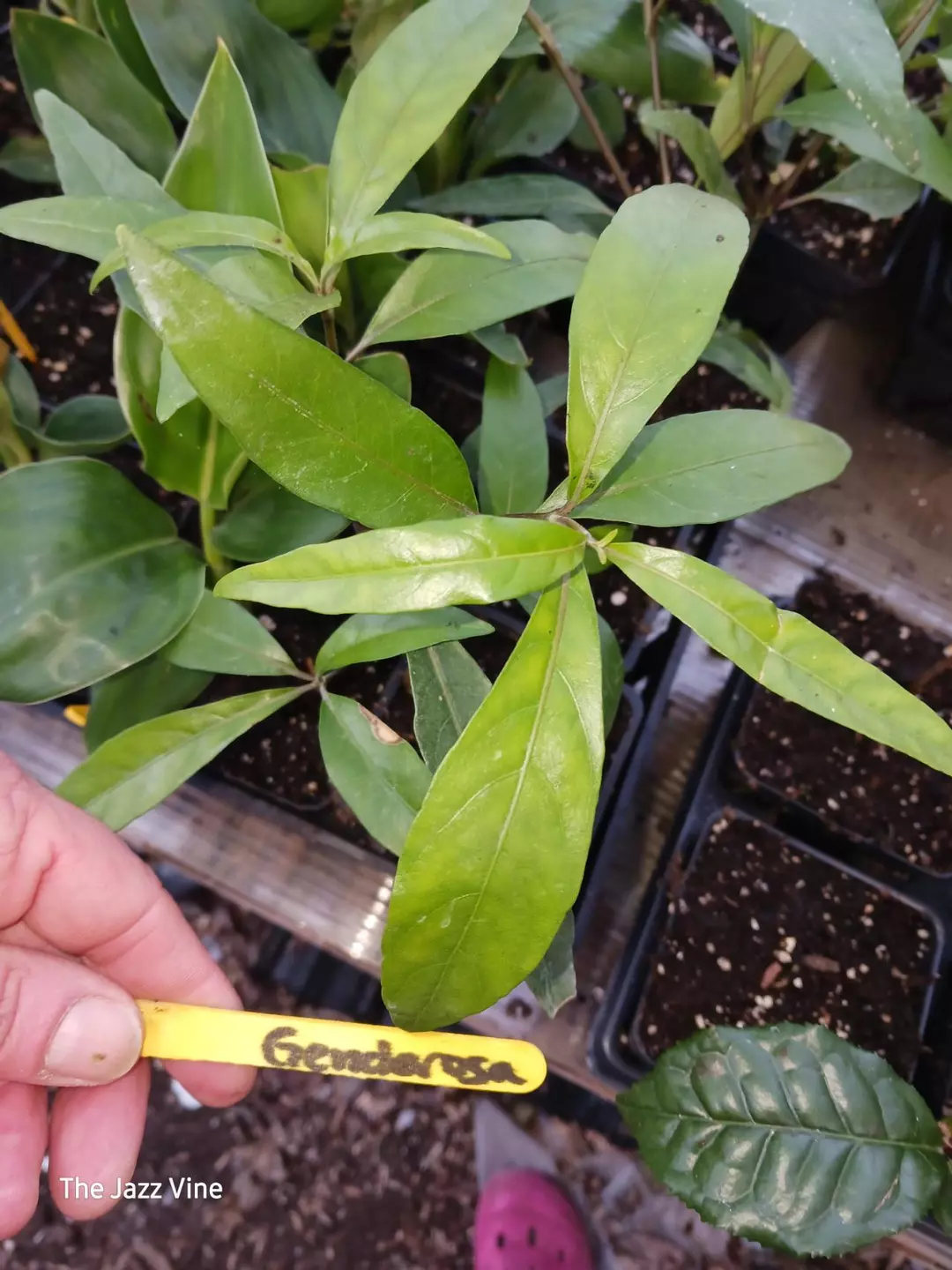 Justicia genderosa thumbnail