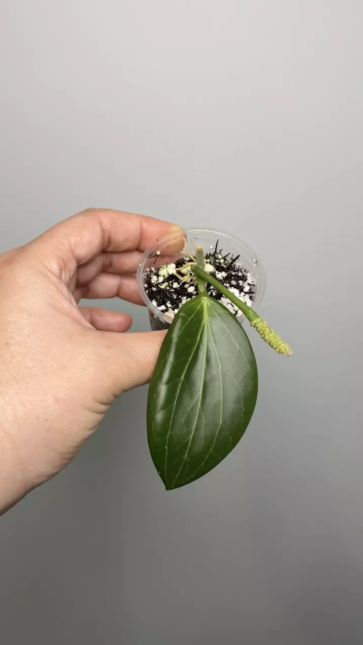 Hoya Nicholsoniae fka Hellwigiana thumbnail