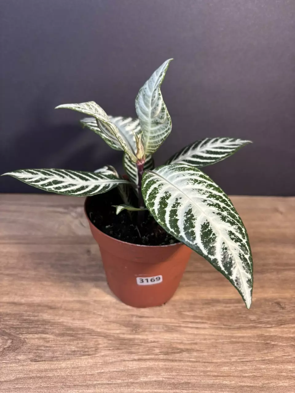 Aphelandra squarrosa Snow White Zebra 4” 3169 thumbnail