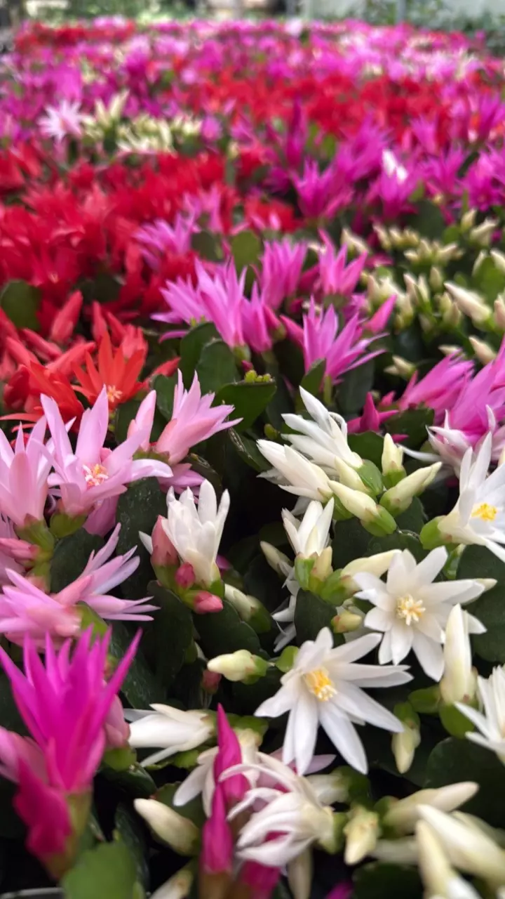 Spring Cactus 4” GP thumbnail