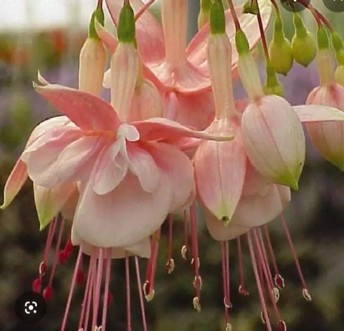 Fuschia Southgate thumbnail