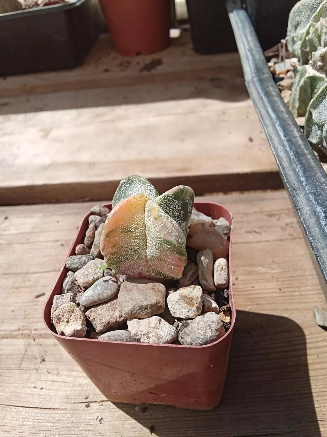 Astrophytum Myriostigma 'Variegated' cactus thumbnail