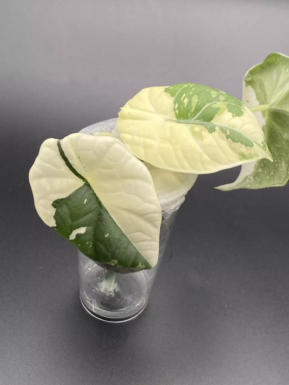 Alocasia Maharani Albo thumbnail