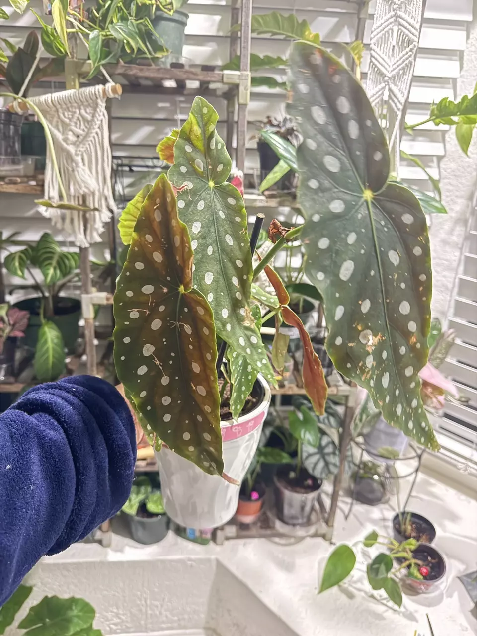 Begonia  Maculata thumbnail