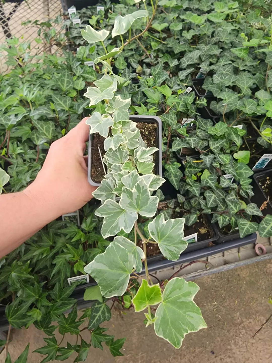 Glacier ivy thumbnail