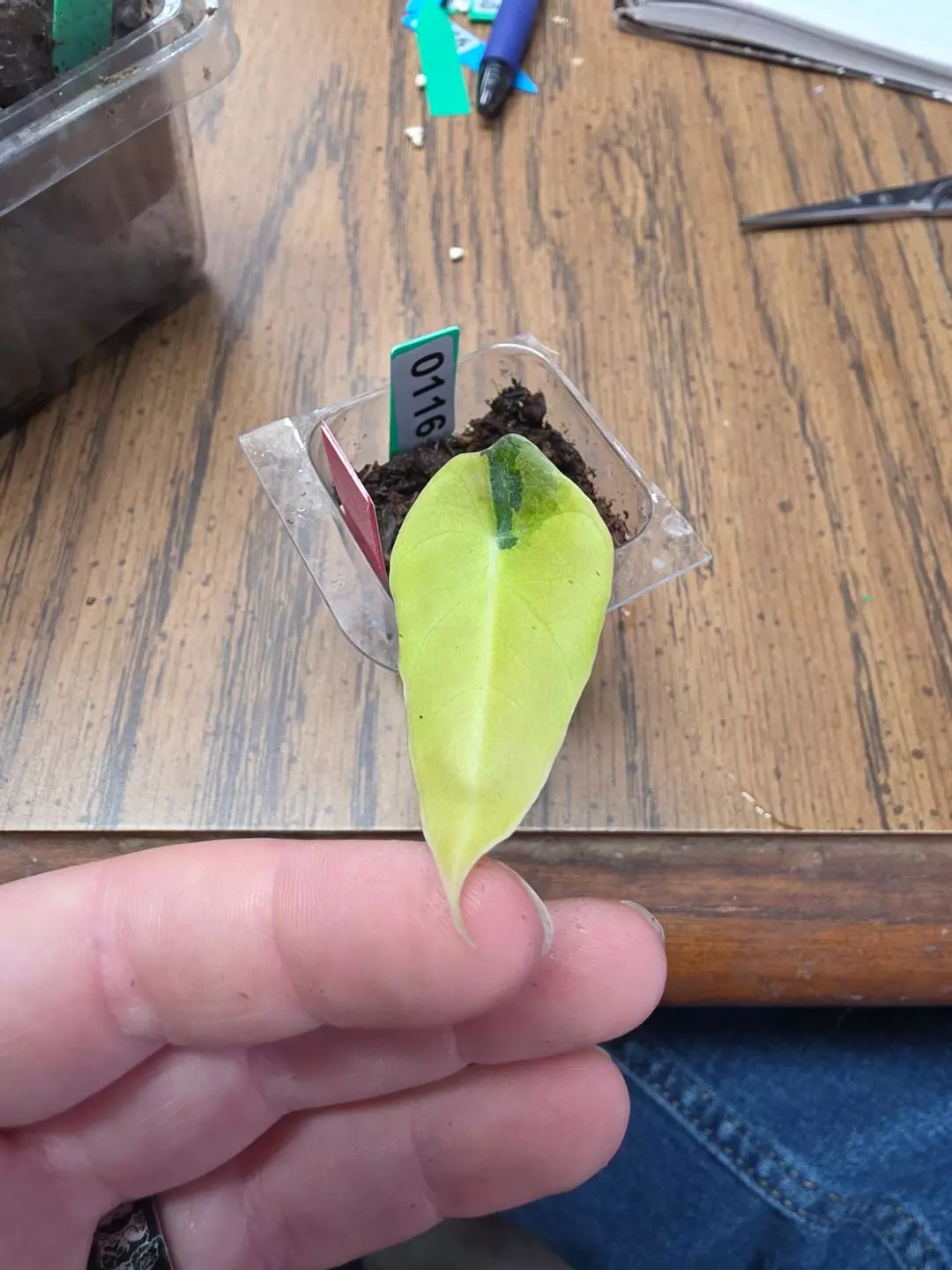 0116 black velvet gold thumbnail