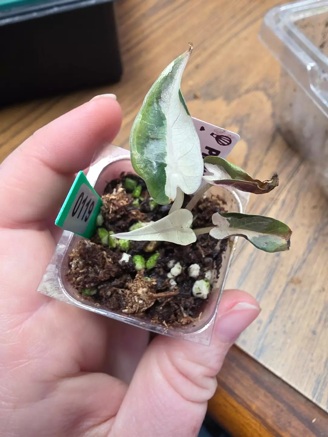 0119 pink bambino thumbnail