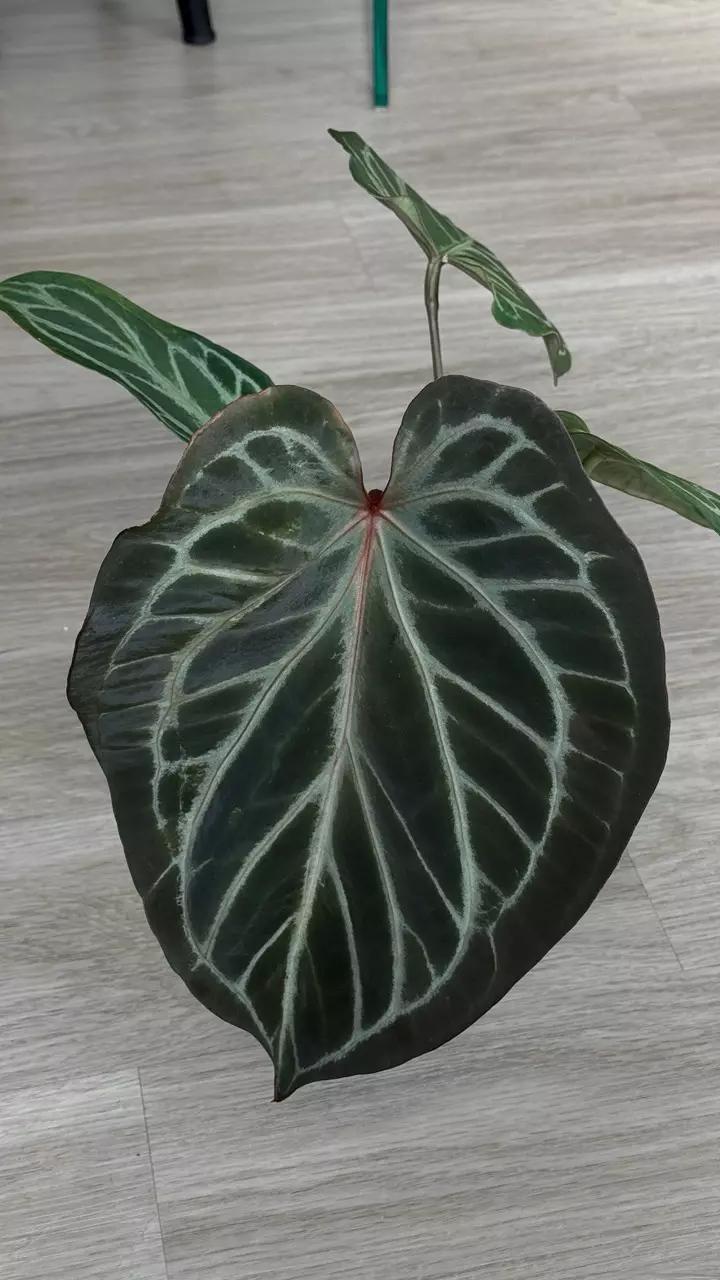 Anthurium KOS silver mutated? thumbnail