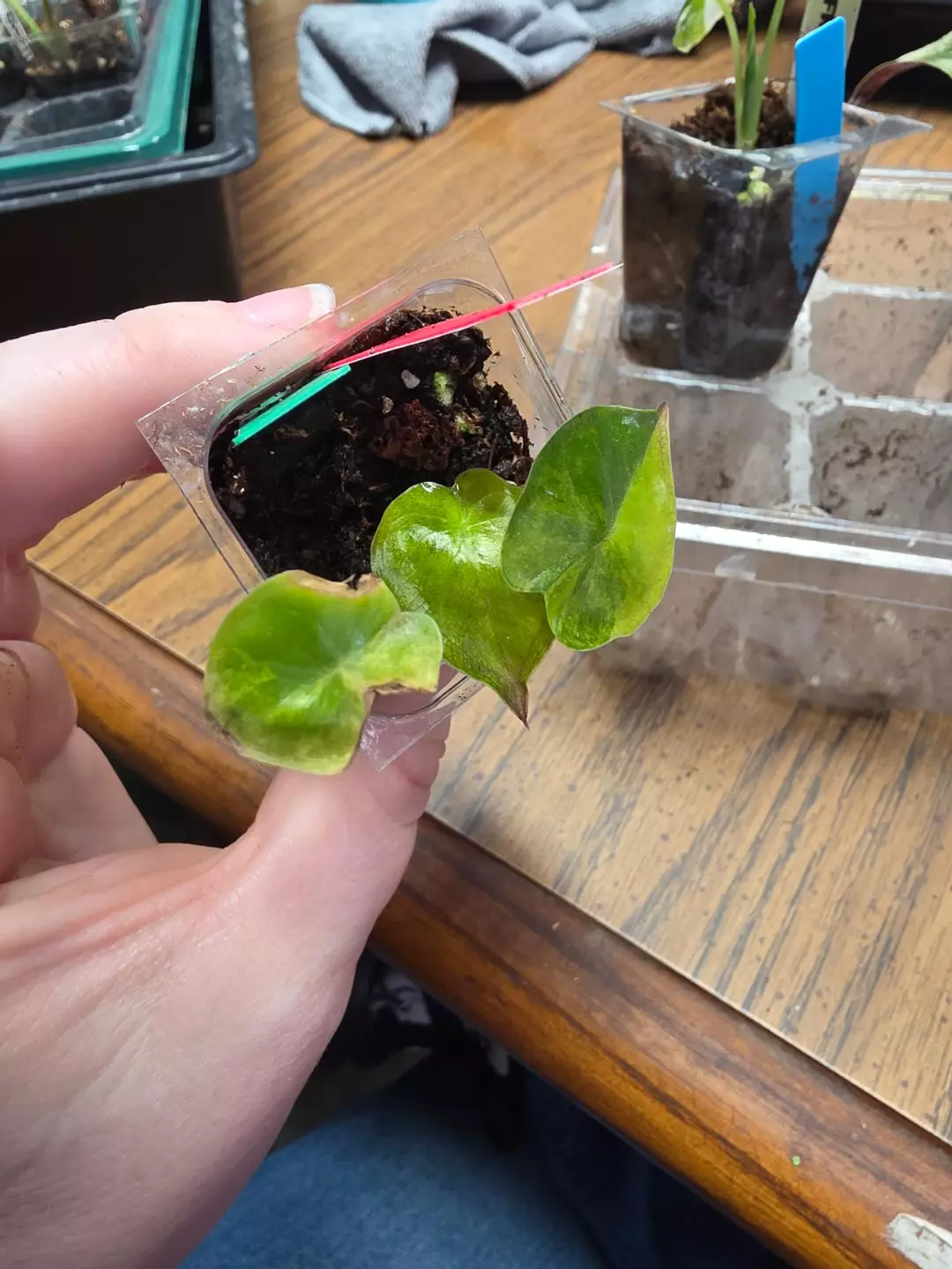 0123 aurea wentii thumbnail